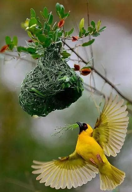 小鳥來家裡築巢 五行元素
